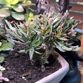 Photo of the plant species Kalanchoe Tarantula by @NurseTreespurge named Delilah on Greg, the plant care app