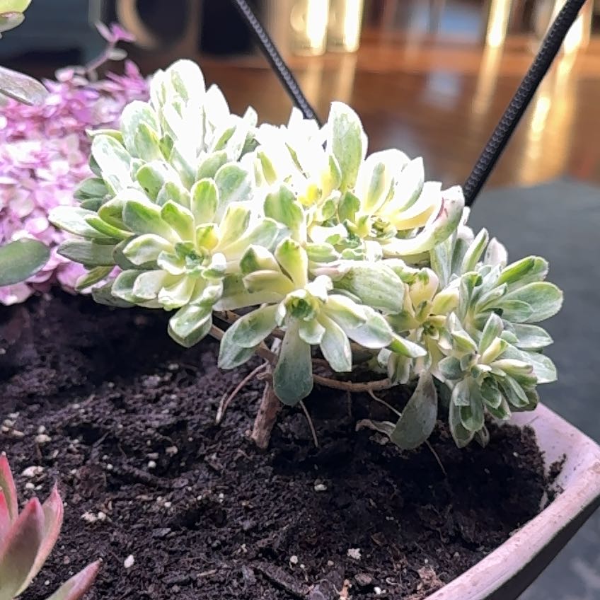 Photo of the plant species Aeonium castello-paivae variegata 'Suncup' by @NurseTreespurge named Gomez on Greg, the plant care app