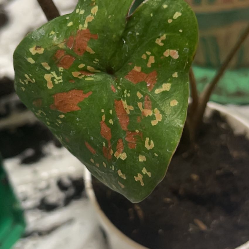 Photo of the plant species Red Flash Angel Wings by @CozyStarcanary named Anne on Greg, the plant care app