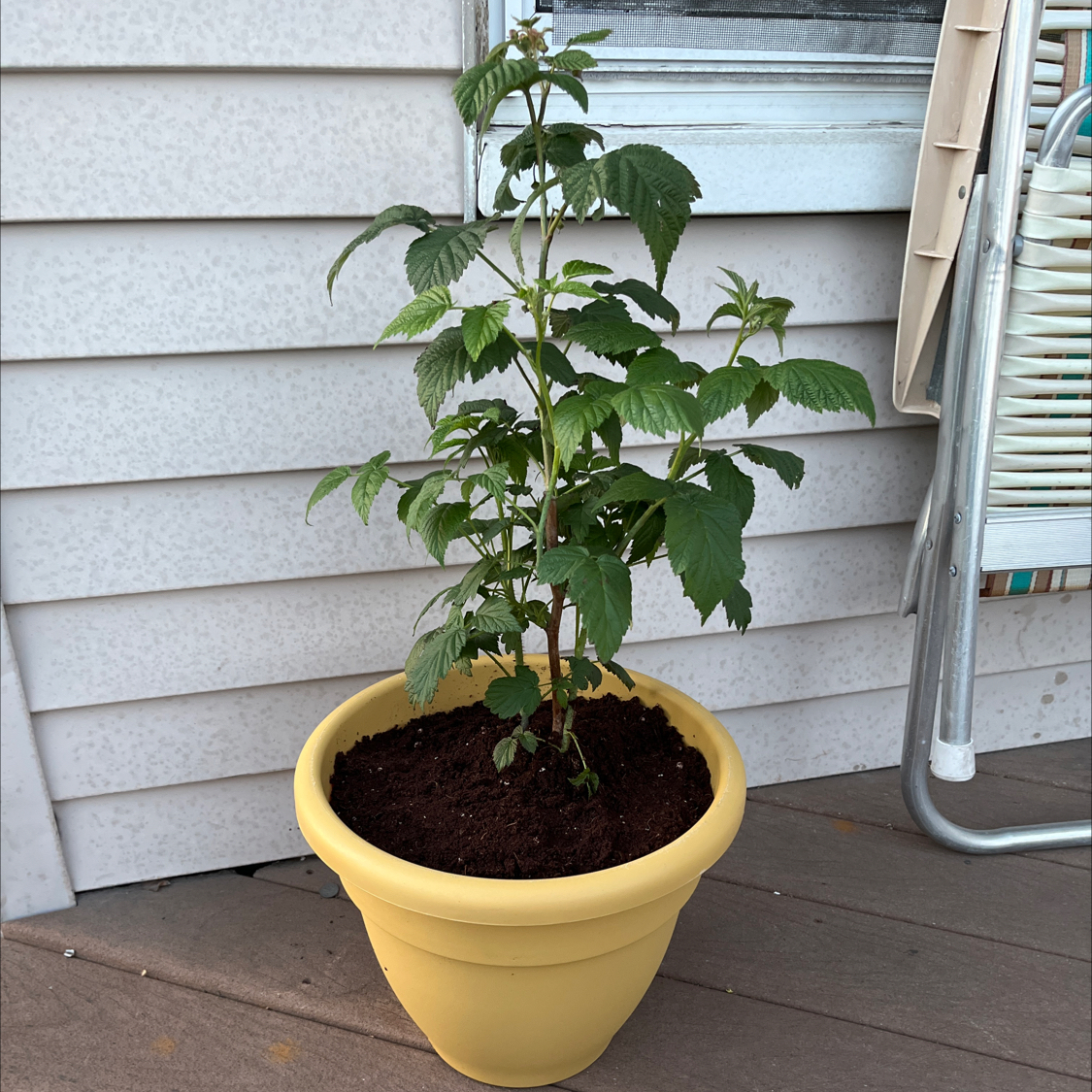 Photo of the plant species European Red Raspberry by @PooPooPeePee420 named Halle Berry on Greg, the plant care app