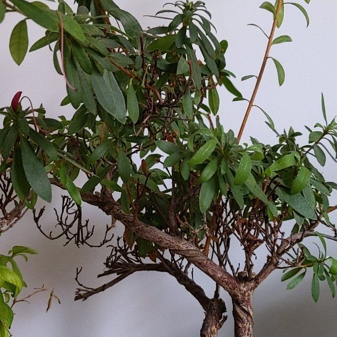 Photo of the plant species Common Gum Cistus by @ElatedSnowberry named Athena on Greg, the plant care app