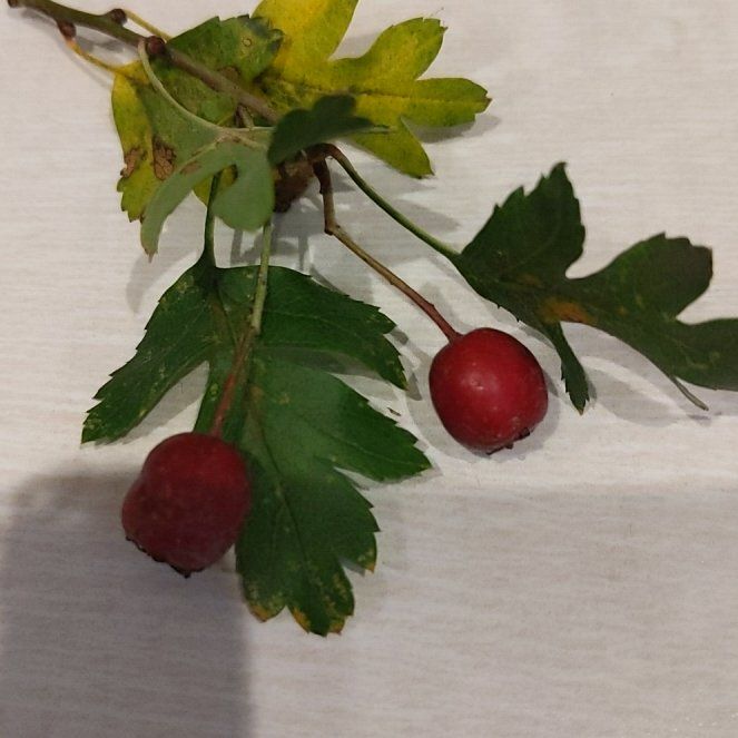 Photo of the plant species Hawthorn by @ElatedSnowberry named Rainier on Greg, the plant care app