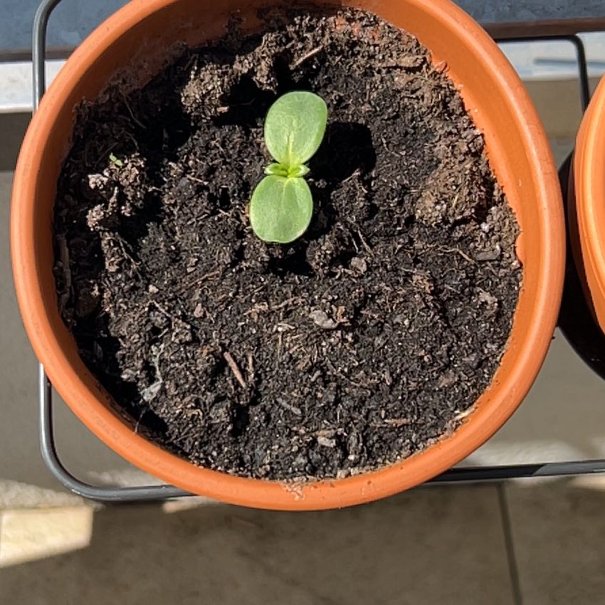 Photo of the plant species Parry's Dwarf-Sunflower by @LovingGarlic named Elle on Greg, the plant care app