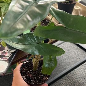 Photo of the plant species Alocasia 'Tigrina Superba' by @AttractivePansy named Stella on Greg, the plant care app