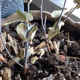 Photo of the plant species eucalyptus by @ValiantRimu named Winston on Greg, the plant care app