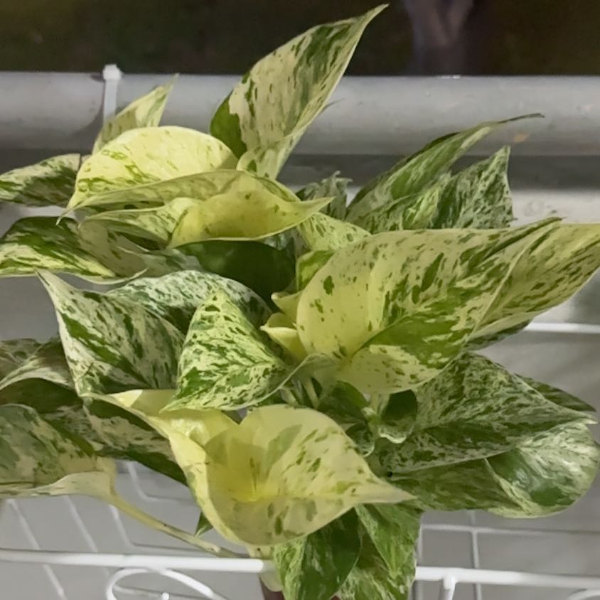 Photo of the plant species Money Plant by @PopularPigsears named Ritchie on Greg, the plant care app