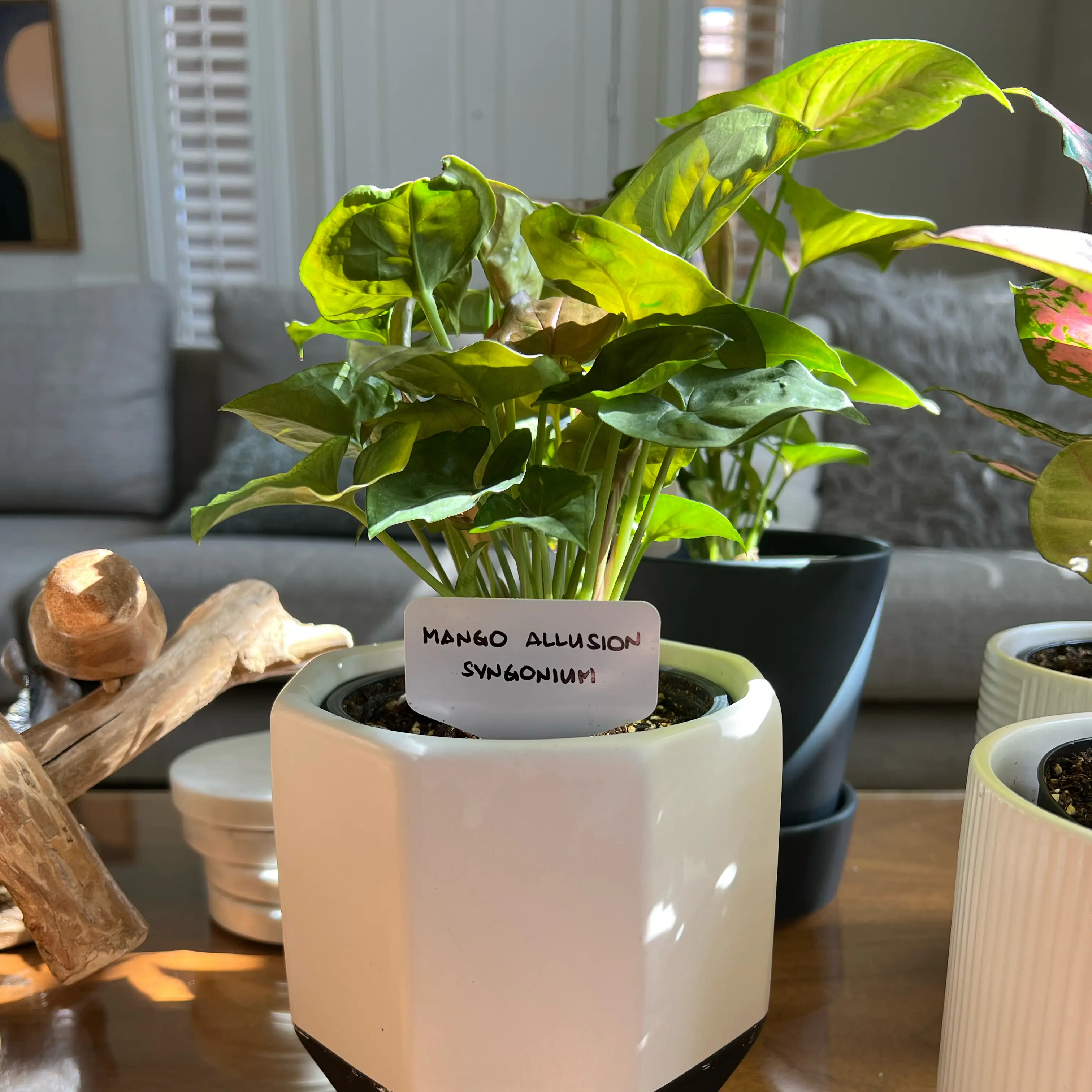 Photo of the plant species Mango Allusion Arrowhead Plant by @DeanCapesundew named Daphne on Greg, the plant care app