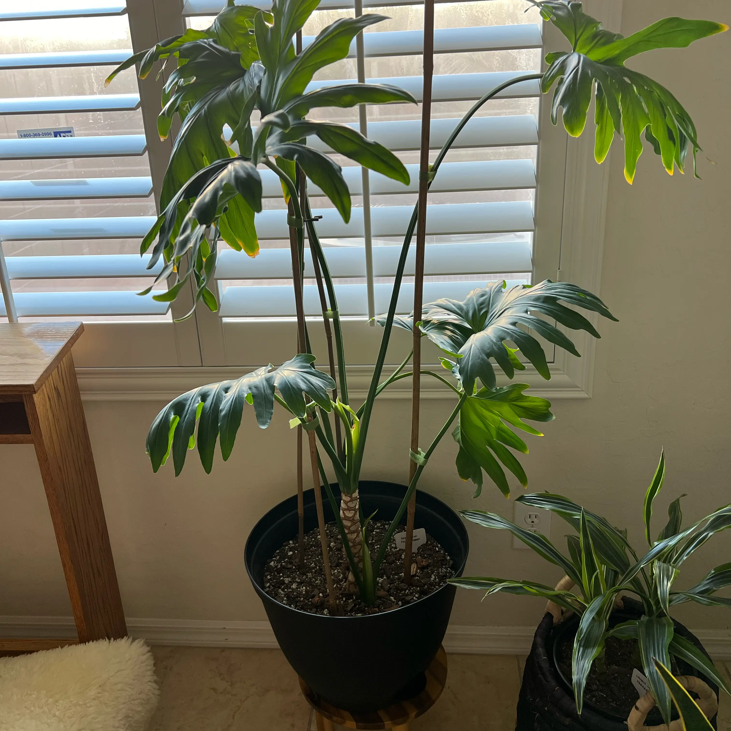 Photo of the plant species Shangri-La Philodendron by @DeanCapesundew named Darwin on Greg, the plant care app