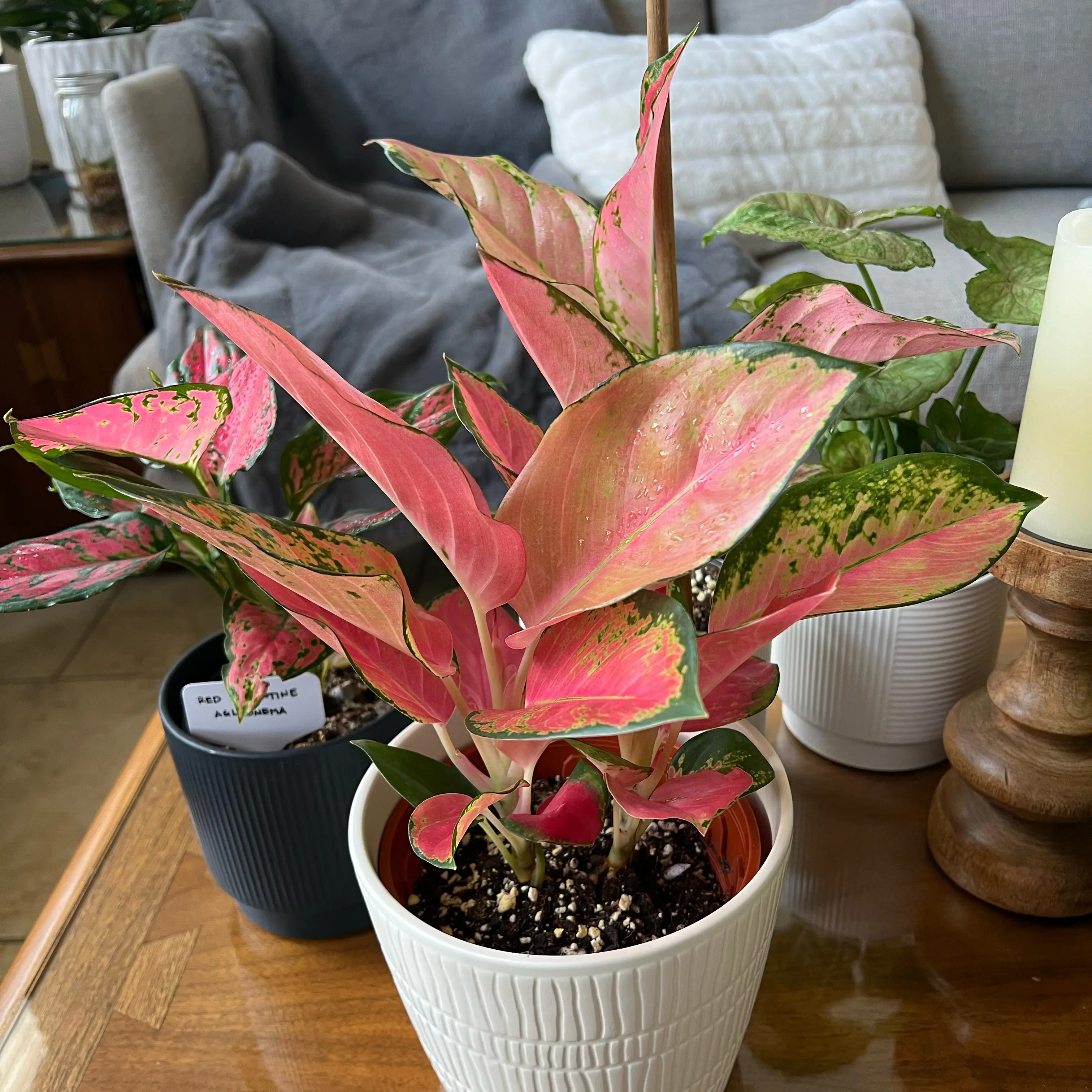 Photo of the plant species Pink Pearl Chinese Evergreen by @DeanCapesundew named Harmony on Greg, the plant care app