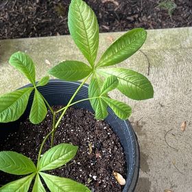 Photo of the plant species Ohio Buckeye by @TenderPoisonpie named Maya on Greg, the plant care app