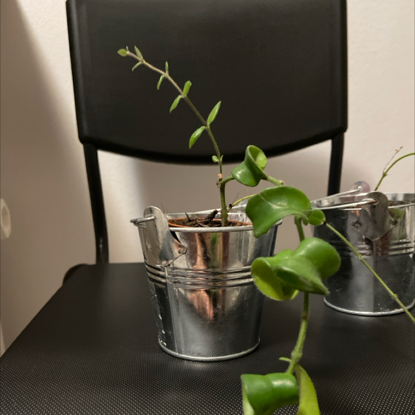 Twisted Lipstick Plant in a metal pot with green leaves, another plant partially visible.