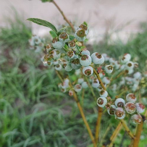 Photo of the plant species Brightwell Rabbit Eye Blueberry by @ClearValleyoak named Delilah on Greg, the plant care app
