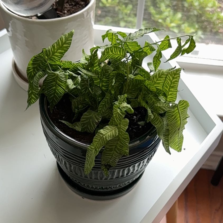 Photo of the plant species Golden Zebra Fern by @BlessedCliantro named Madonna on Greg, the plant care app