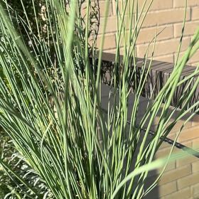 Photo of the plant species Hard Rush by Jen named Dax on Greg, the plant care app