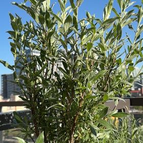 Photo of the plant species Shortfruit Willow by Jen named Nithin on Greg, the plant care app