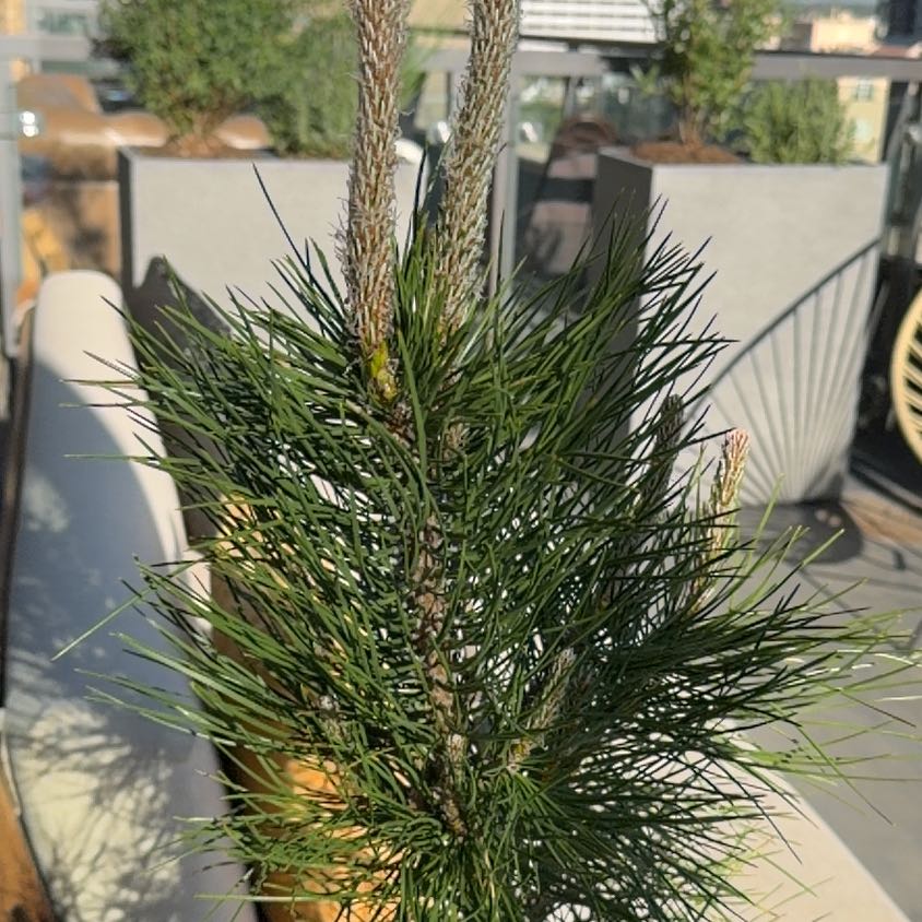 Photo of the plant species Crimean Pine by Jen named Remington on Greg, the plant care app