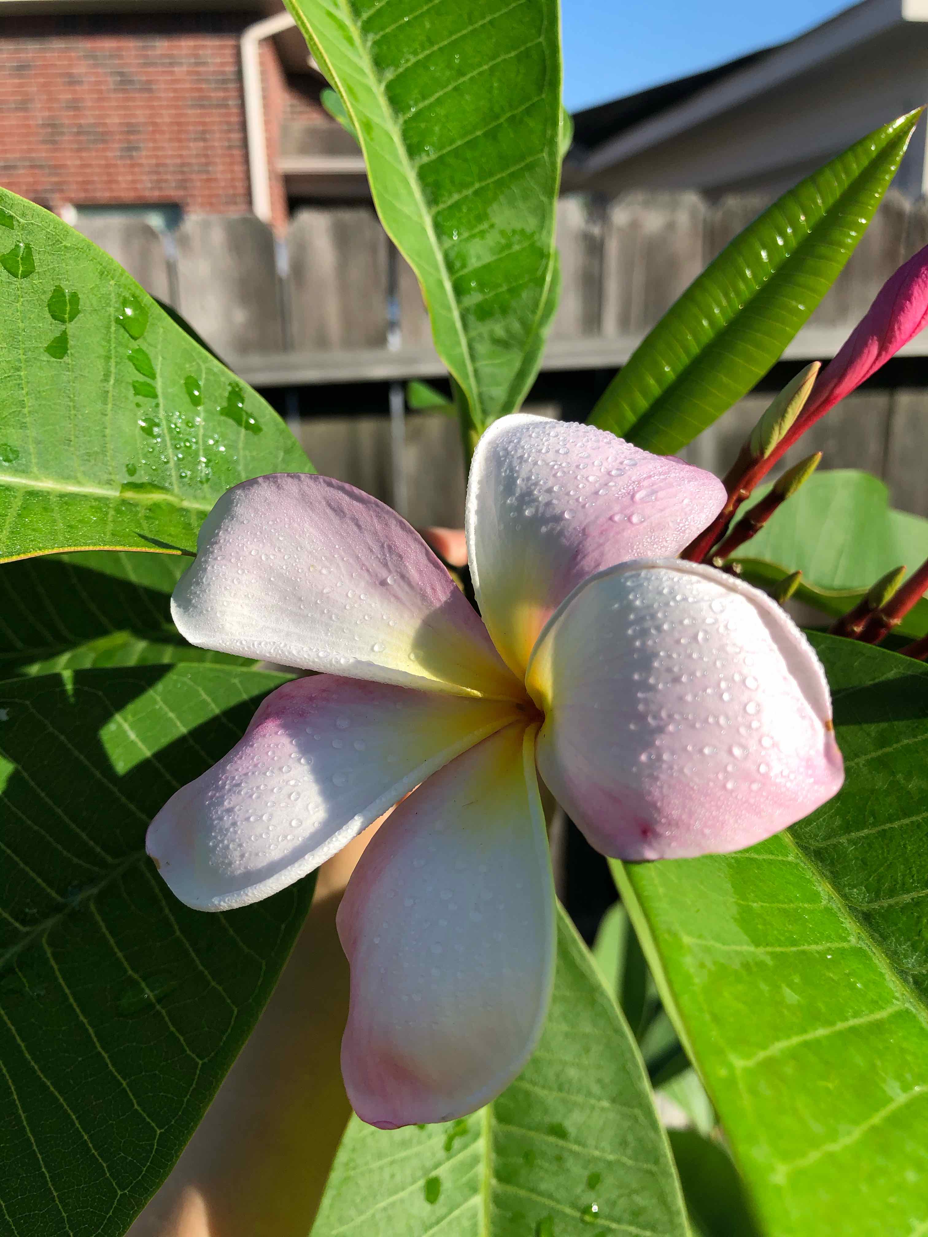 Red Frangipani plant with a white and pink flower, healthy green leaves, and water droplets.