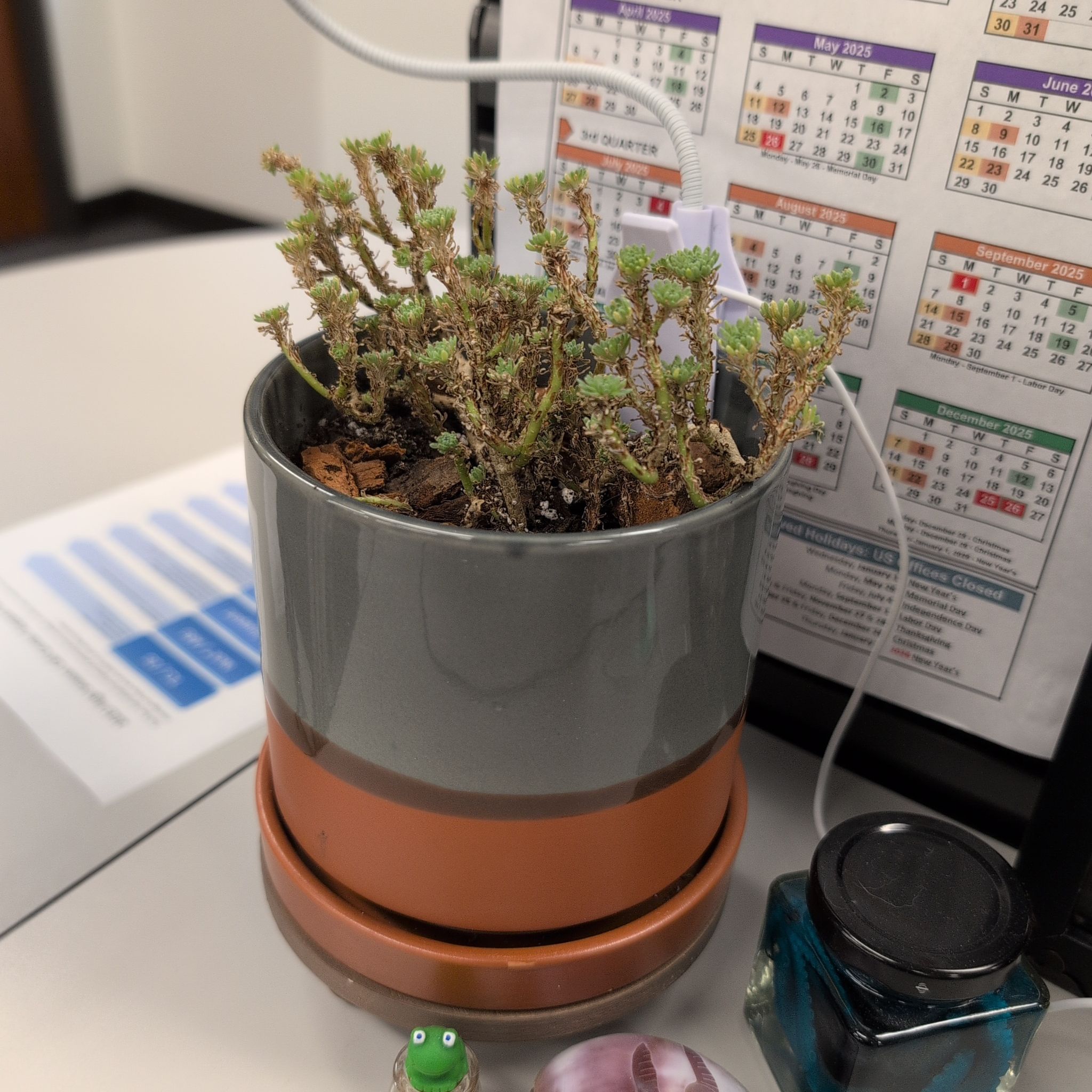 Photo of the plant species Miniature Joshua Tree by @sippitehwawa named Bimbi on Greg, the plant care app