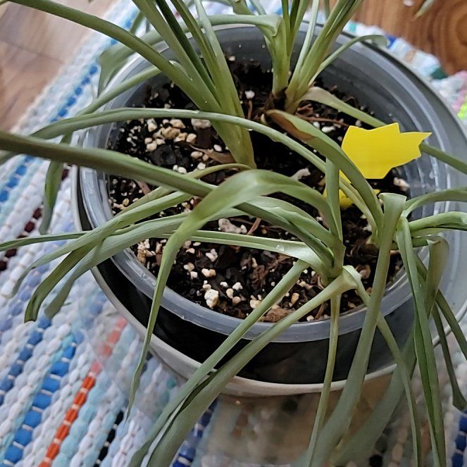 Photo of the plant species Grape Hyacinth by @StoutPotatovine named Kesha on Greg, the plant care app