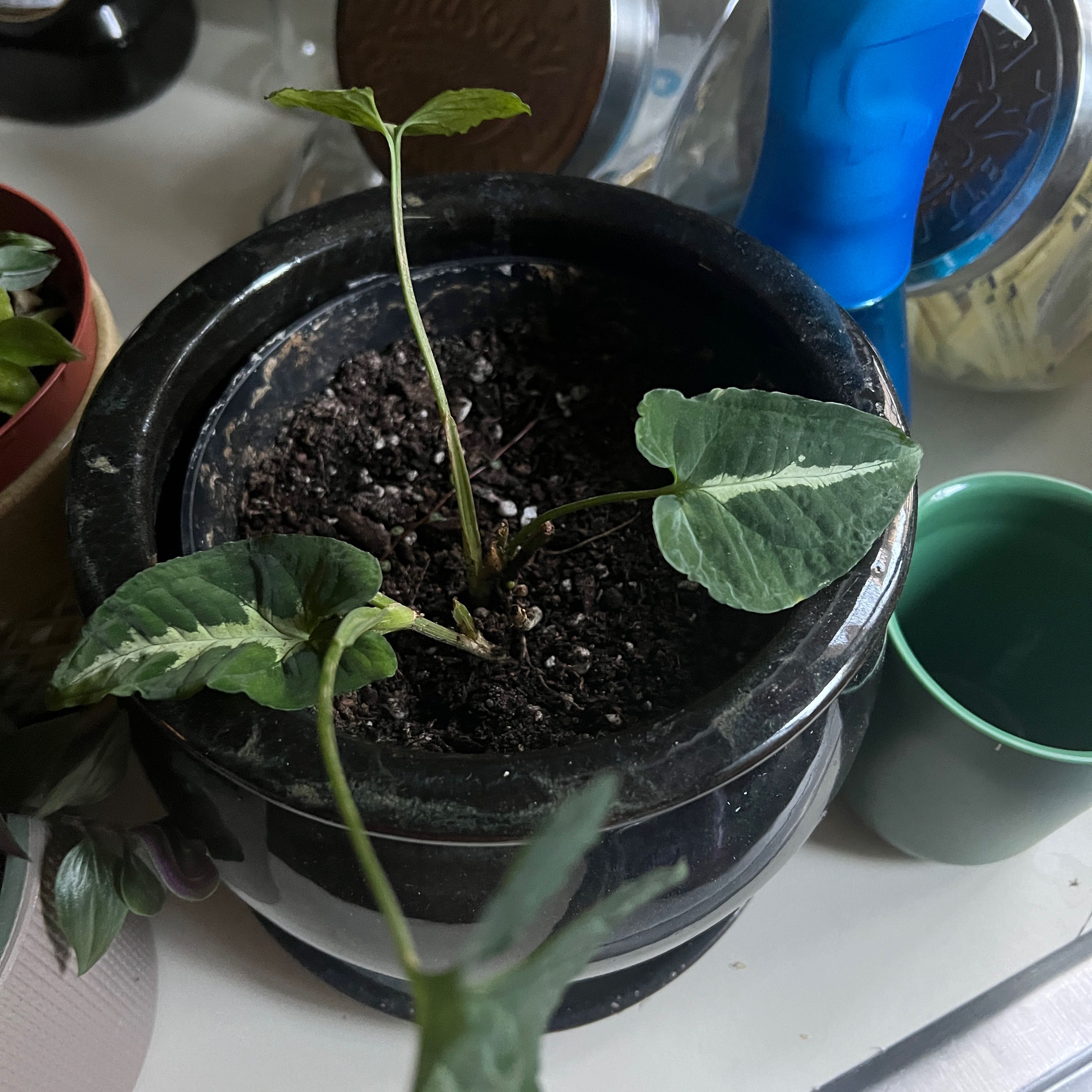 Photo of the plant species Arrowhead Vine by @SuppleChinarose named Figyonce on Greg, the plant care app