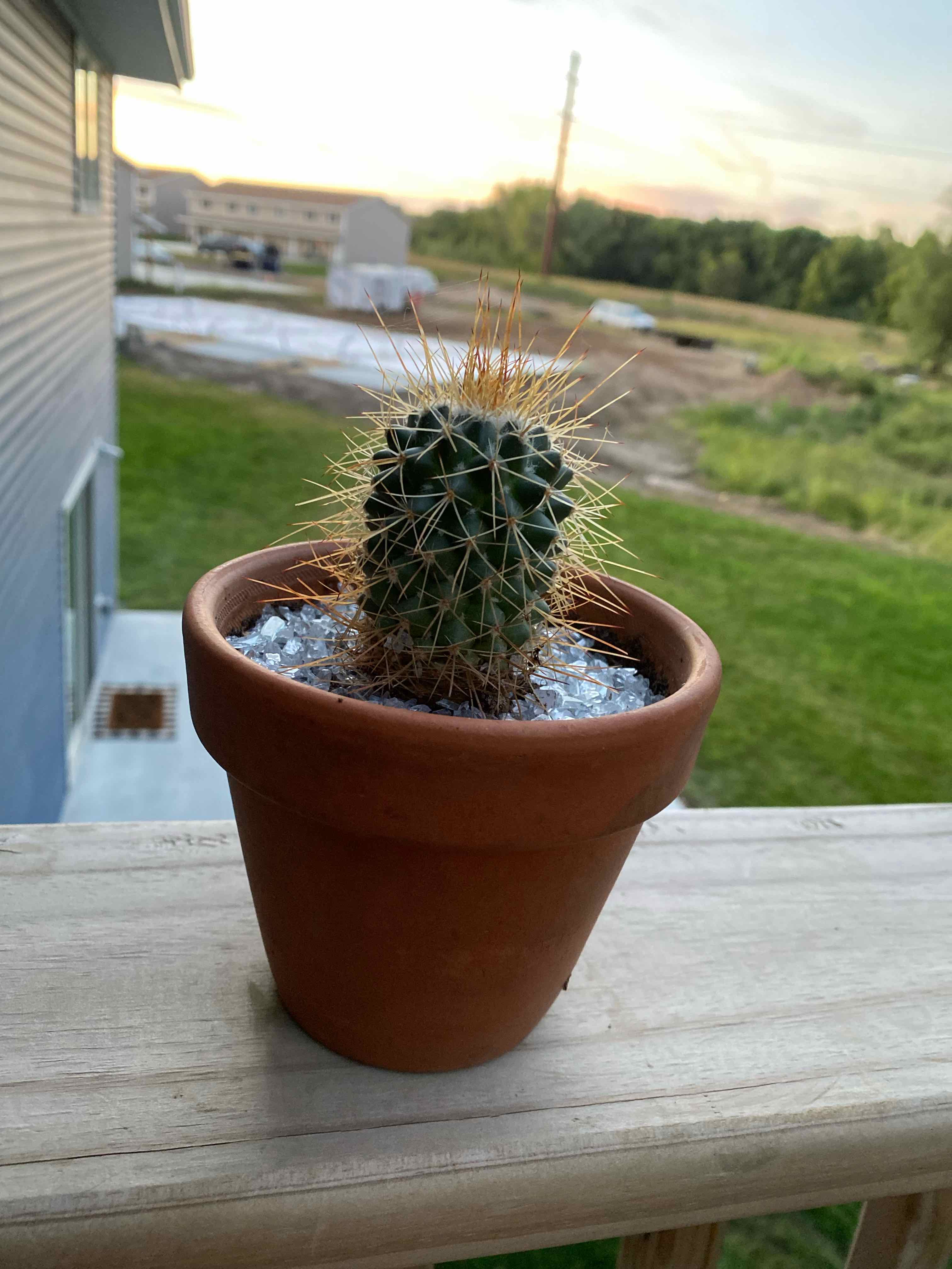 Scarlet Hedgehog Cactus in a terracotta pot on a wooden surface with a residential background.