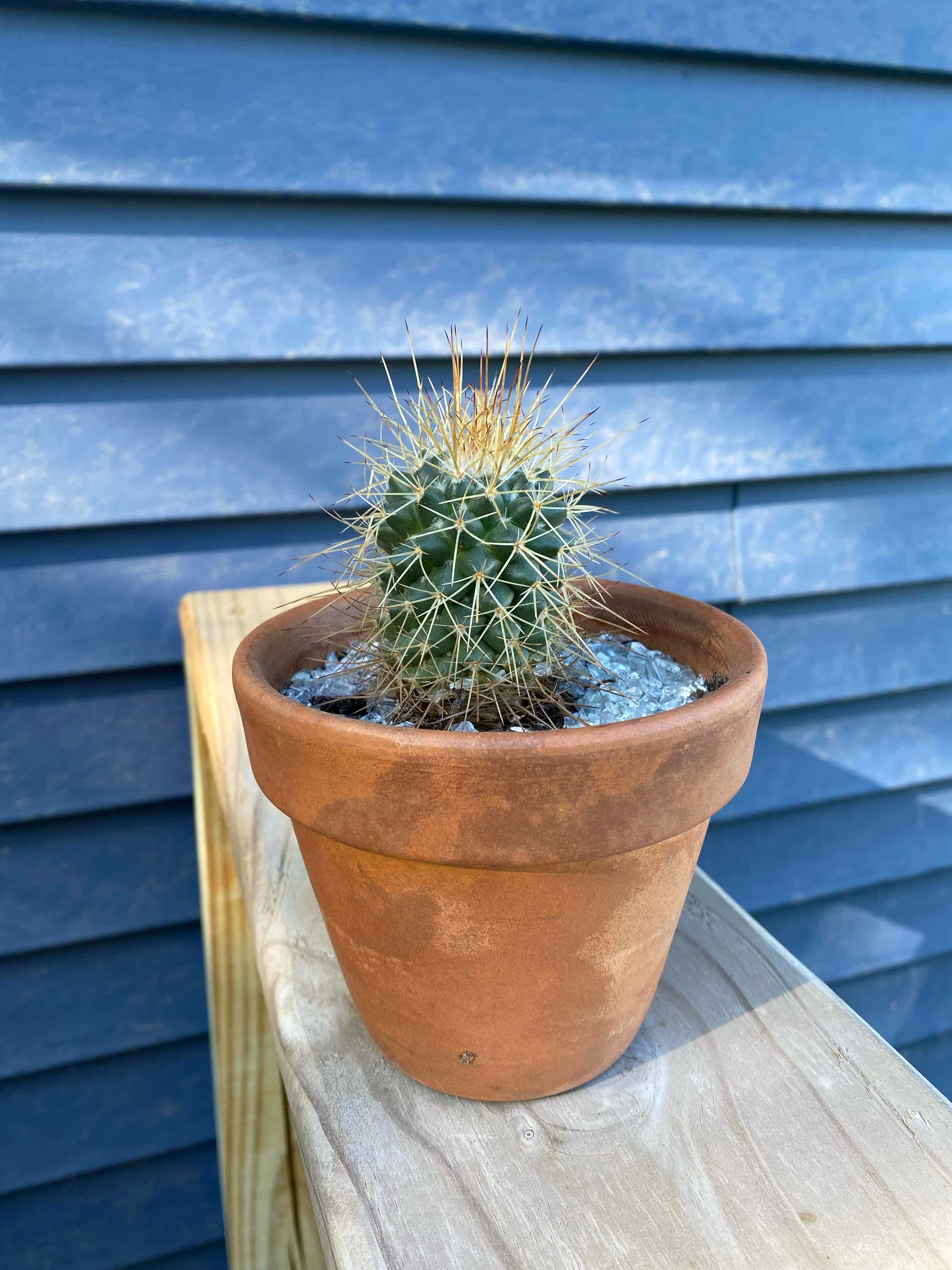 Scarlet Hedgehog Cactus in a terracotta pot on a wooden surface with a blue wall background.