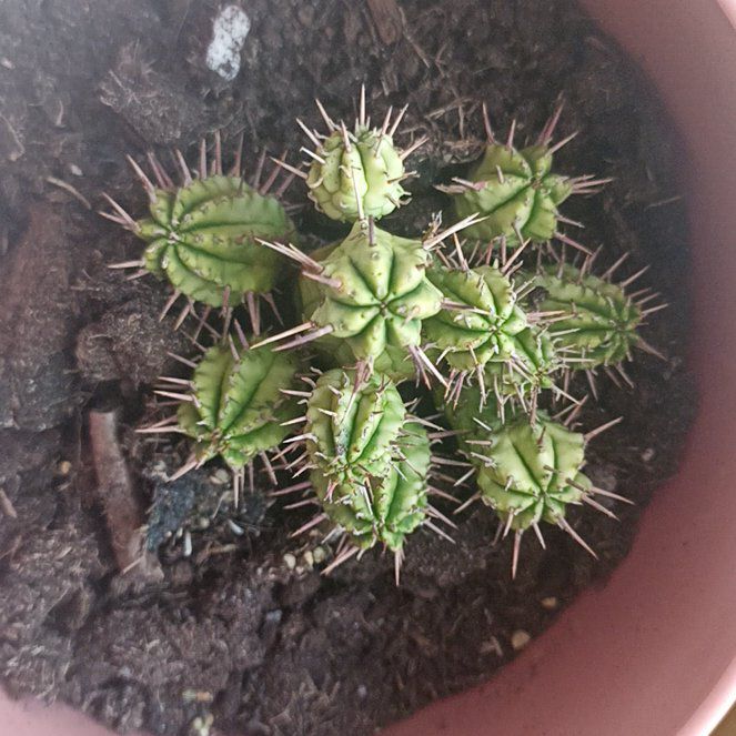 Photo of the plant species Euphorbia Aggregata by @GracedBabytoes named Elle on Greg, the plant care app