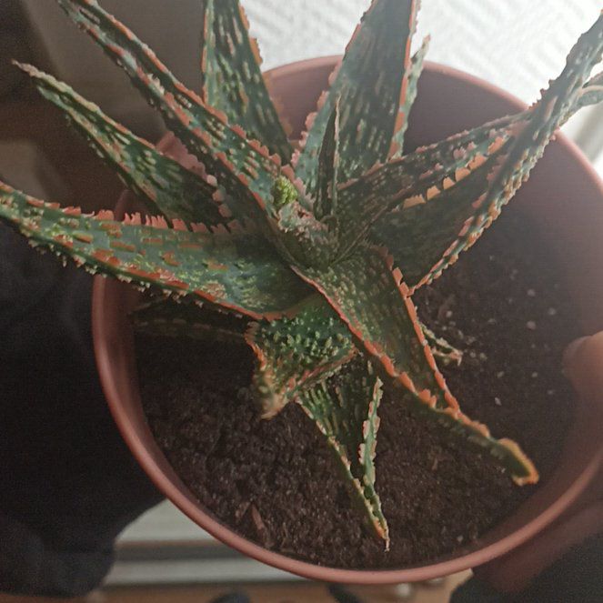 Photo of the plant species Aloe 'Bright Star' by @GracedBabytoes named Zyra on Greg, the plant care app