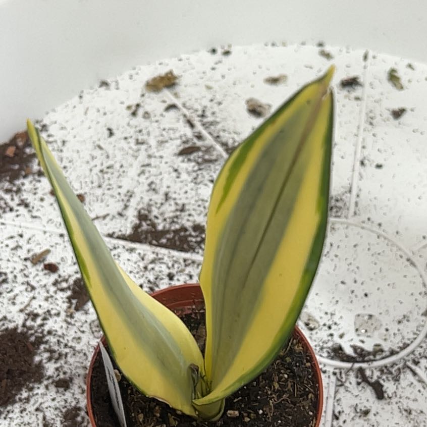 Photo of the plant species Ghost Snake Plant by @JuicyBunnyears named Forrest on Greg, the plant care app