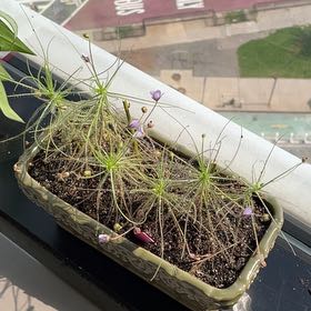 Photo of the plant species Rainbow Plant by @Peperomiawitch named Circe on Greg, the plant care app