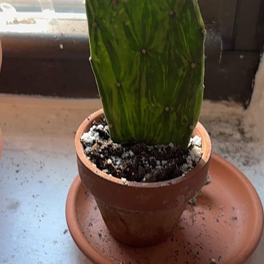 Photo of the plant species Sunburst Prickly Pear by @Peperomiawitch named Einstein on Greg, the plant care app