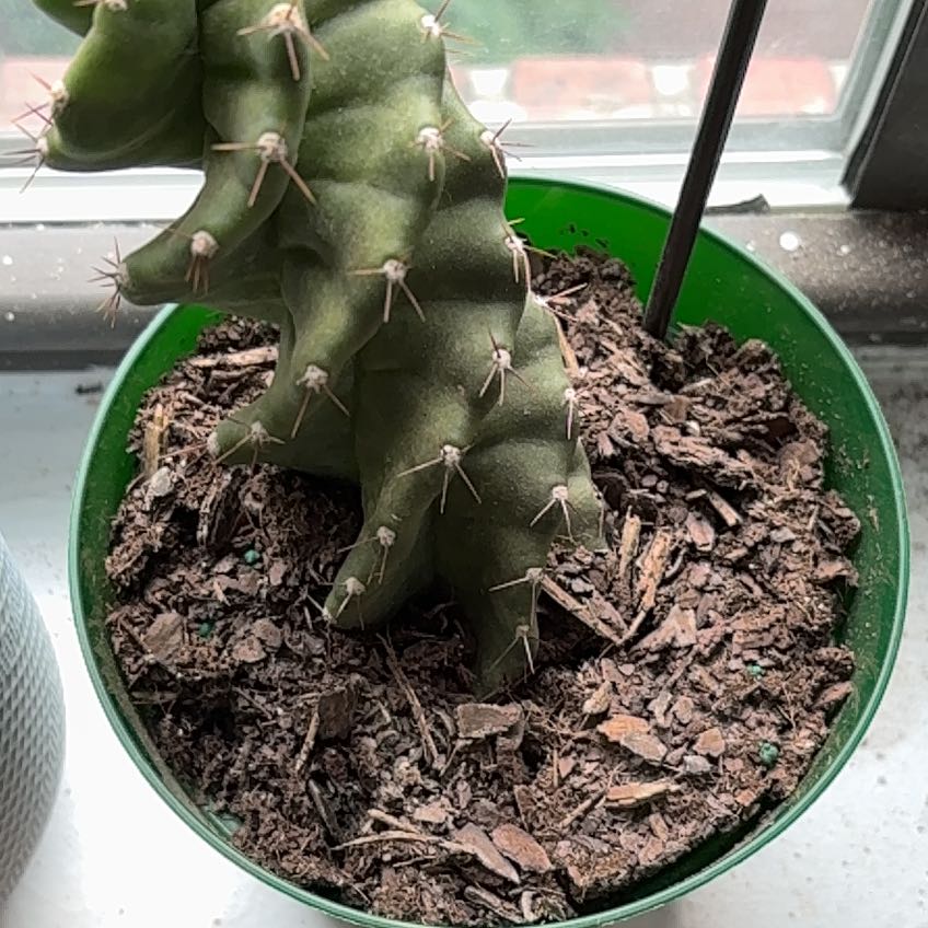 Photo of the plant species Spiral Cactus by @Peperomiawitch named Emerson on Greg, the plant care app