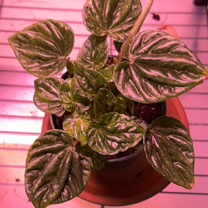 Photo of the plant species Peperomia caperata 'Buenos Aires' by @Peperomiawitch named Kardashian on Greg, the plant care app