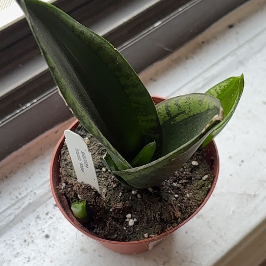 Photo of the plant species Whitney Sansevieria by @Peperomiawitch named Figyonce on Greg, the plant care app