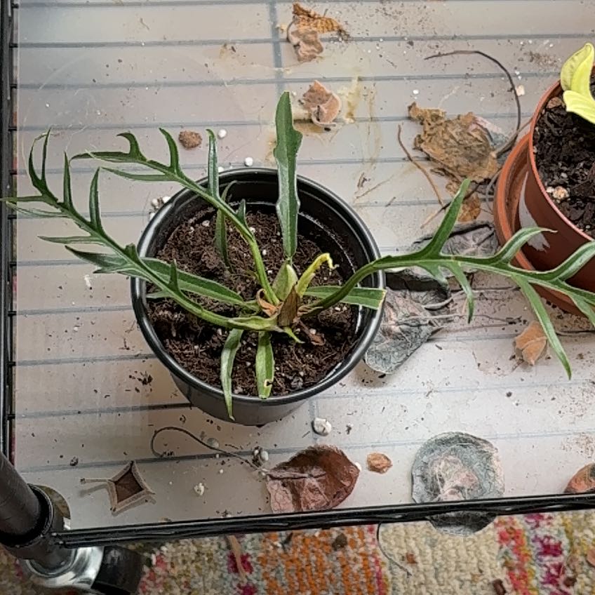 Photo of the plant species Philodendron tortum by @Peperomiawitch named Prince on Greg, the plant care app