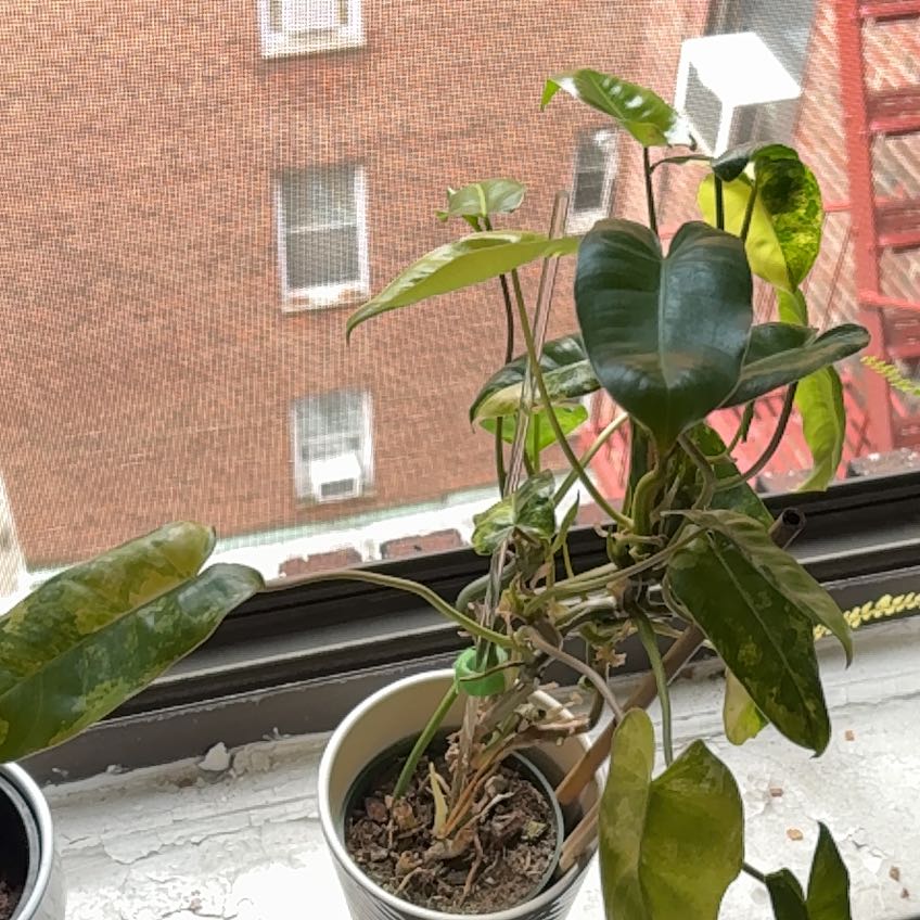 Photo of the plant species Burle Marx Variegata by @Peperomiawitch named Maxine on Greg, the plant care app