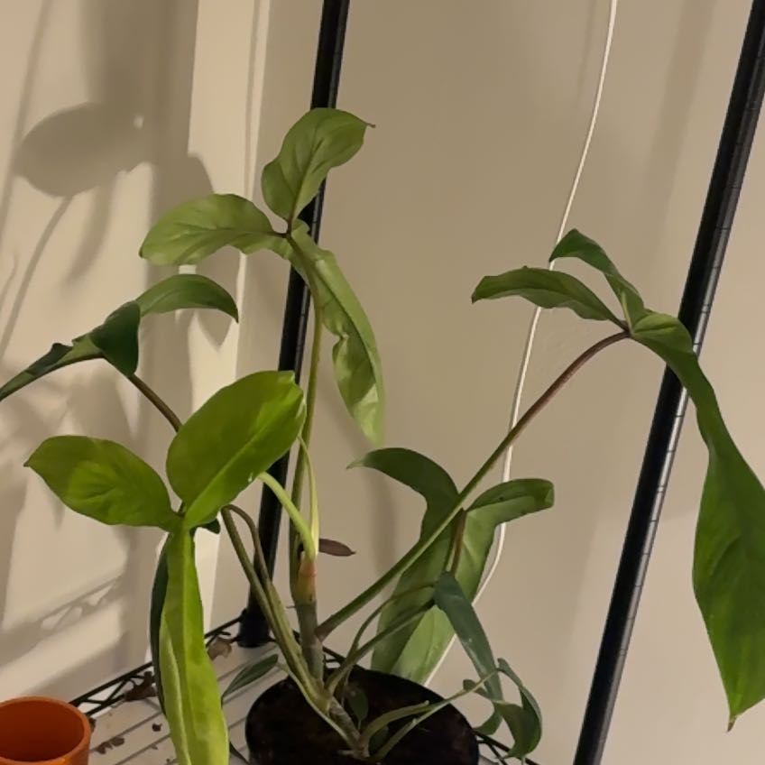 Photo of the plant species Philodendron 69686 by @Peperomiawitch named Stitch on Greg, the plant care app