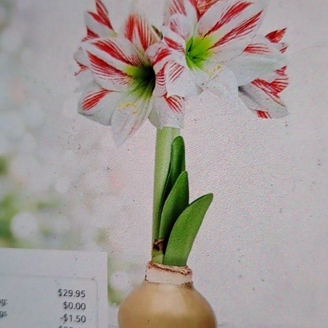 Photo of the plant species White Amaryllis by @WinSnowflower named Linda on Greg, the plant care app