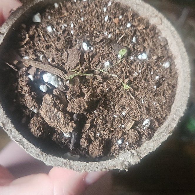 Plant care for Grand Duke jasimin on Greg, the plant care app