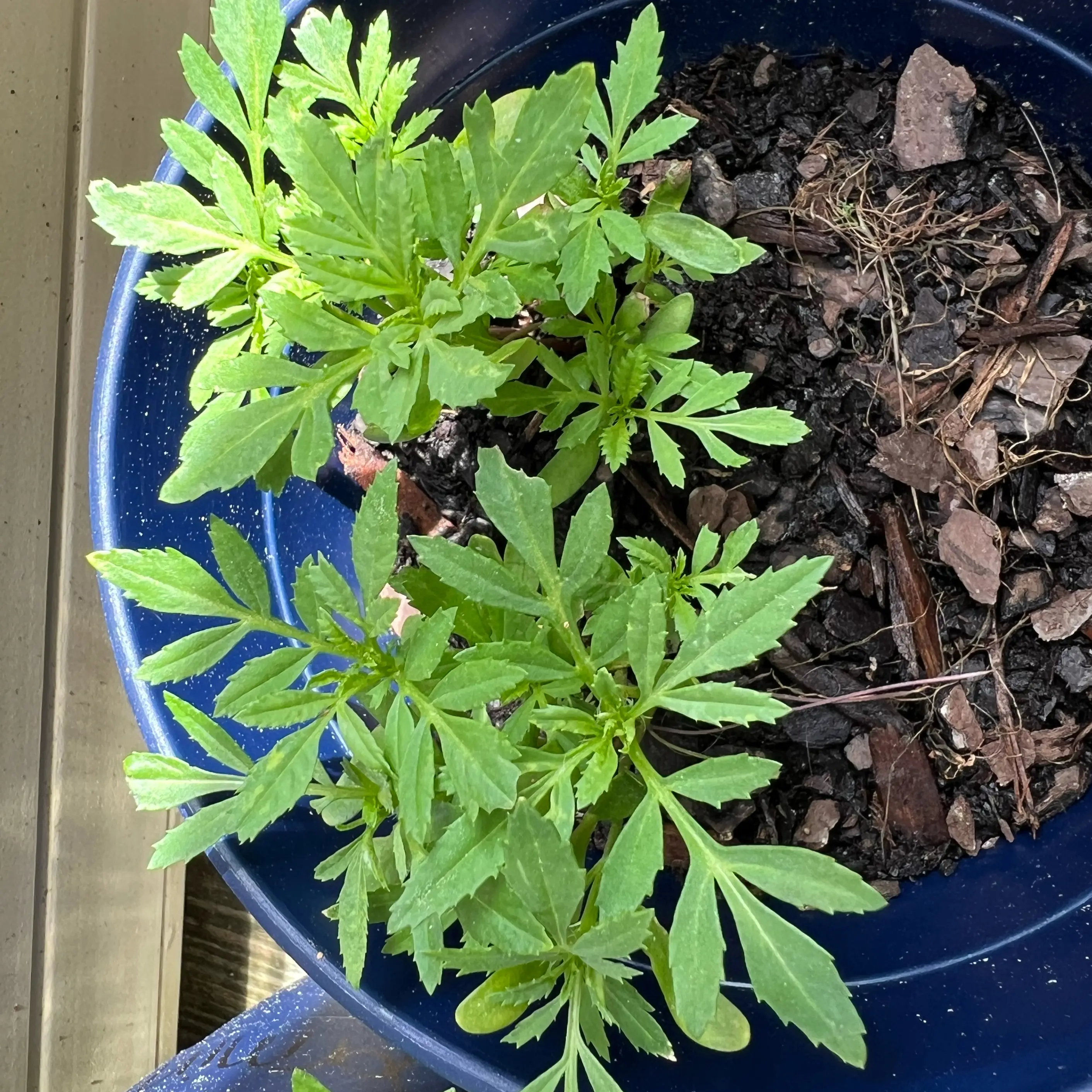 Photo of the plant species Crackerjack Mix Marigold by @Shefox named Rosemary on Greg, the plant care app