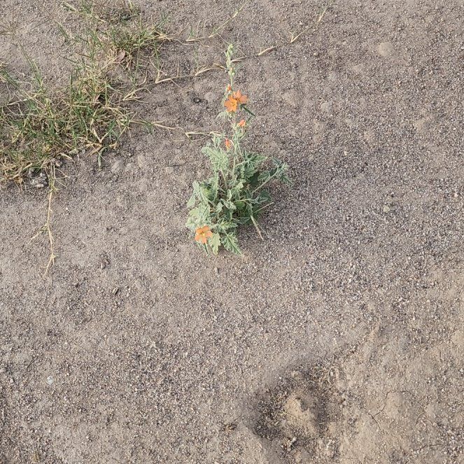 Photo of the plant species Desert Globemallow by @EagerJonquil named Madonna on Greg, the plant care app
