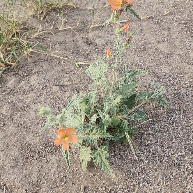 Photo of the plant species Desert Globemallow by @EagerJonquil named Huckleberry Fern on Greg, the plant care app