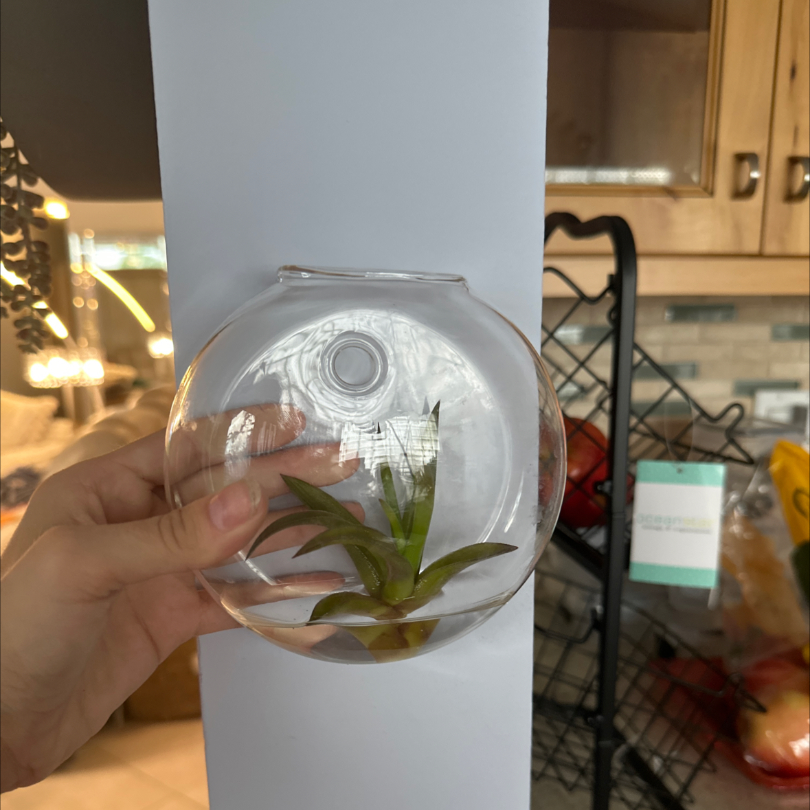 Photo of the plant species Tillandsia melanocrater by @IconBlue named Kesha on Greg, the plant care app