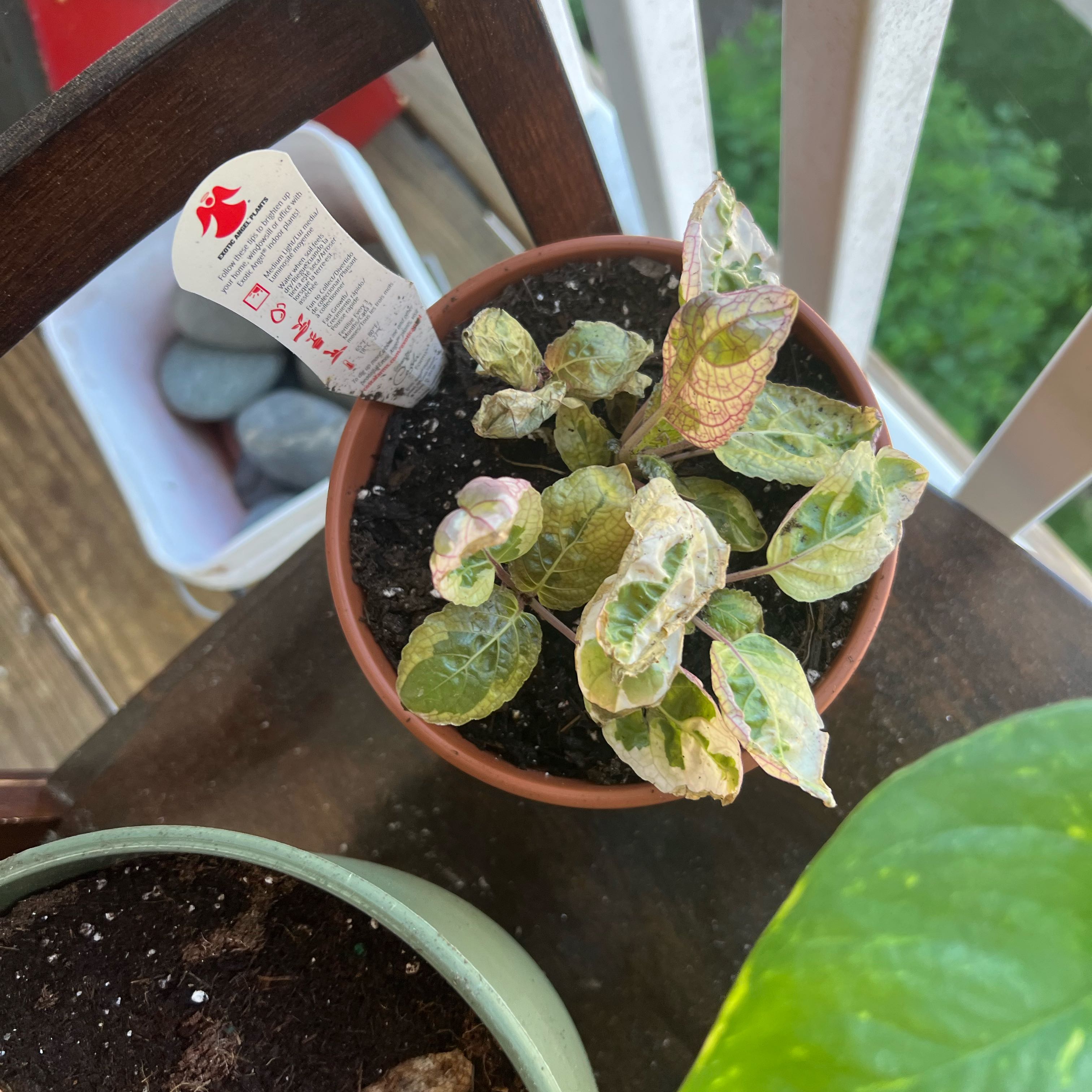 Potted Purple Waffle Plant with variegated leaves and visible soil.