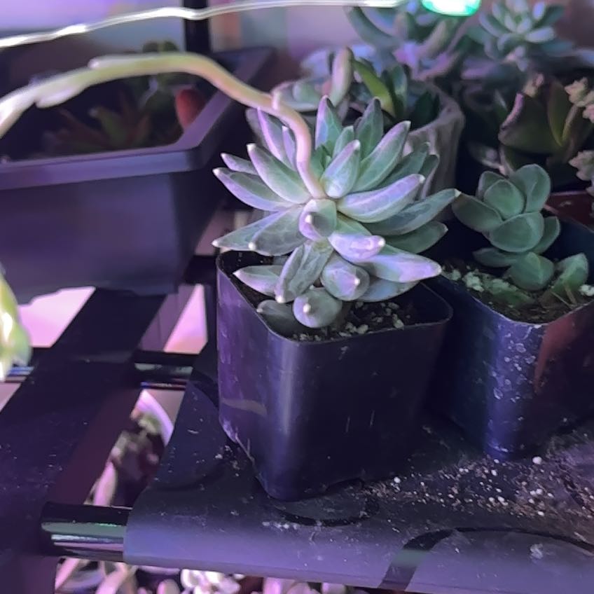 Photo of the plant species Pachyphytum compactum f. cristata by @Blueberrypie named da Vinci on Greg, the plant care app