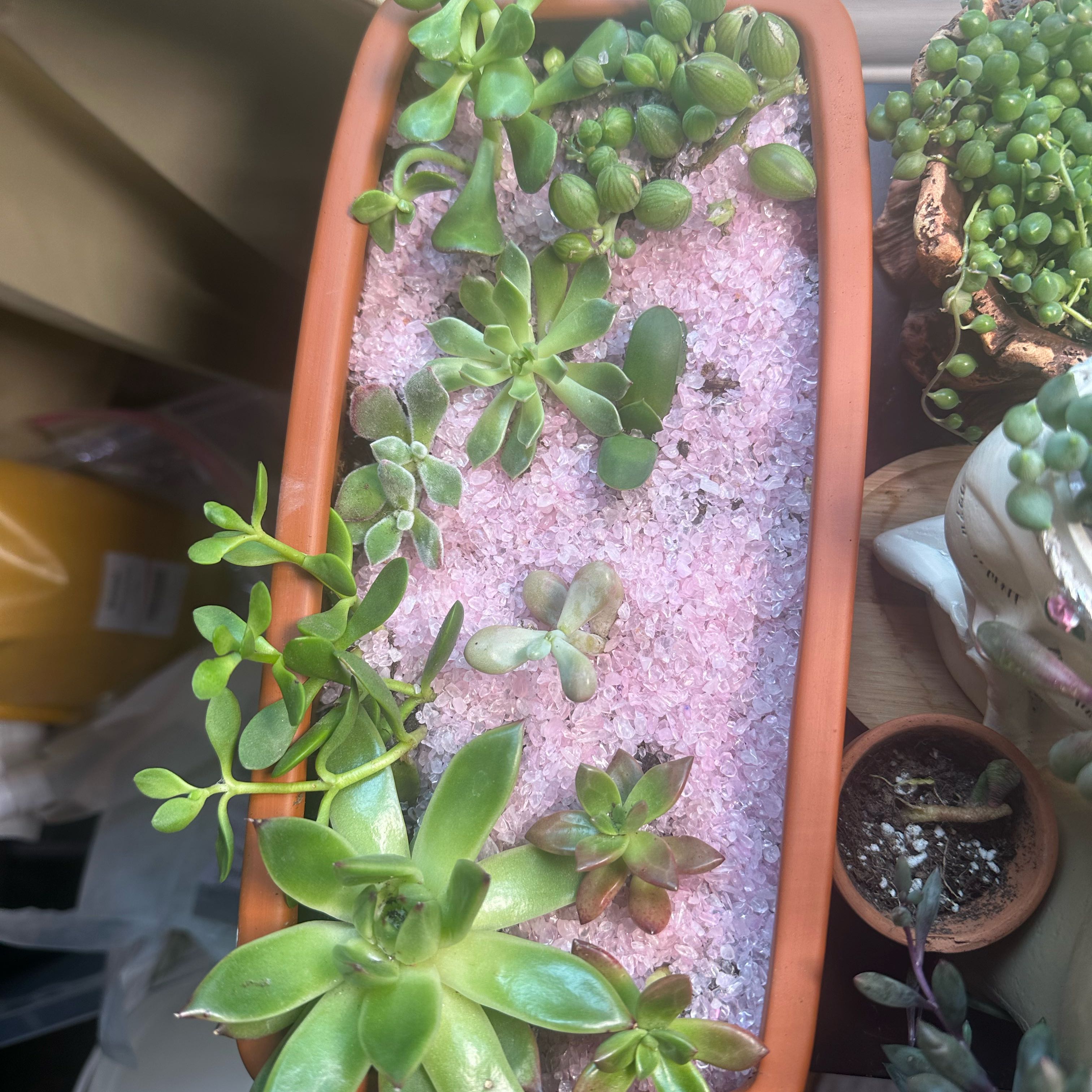 Rectangular pot with multiple healthy Pink Moonstones succulents and pink gravel.