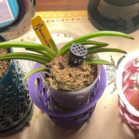 Photo of the plant species Bluebird Orchid by @Blueberrypie named Miley on Greg, the plant care app