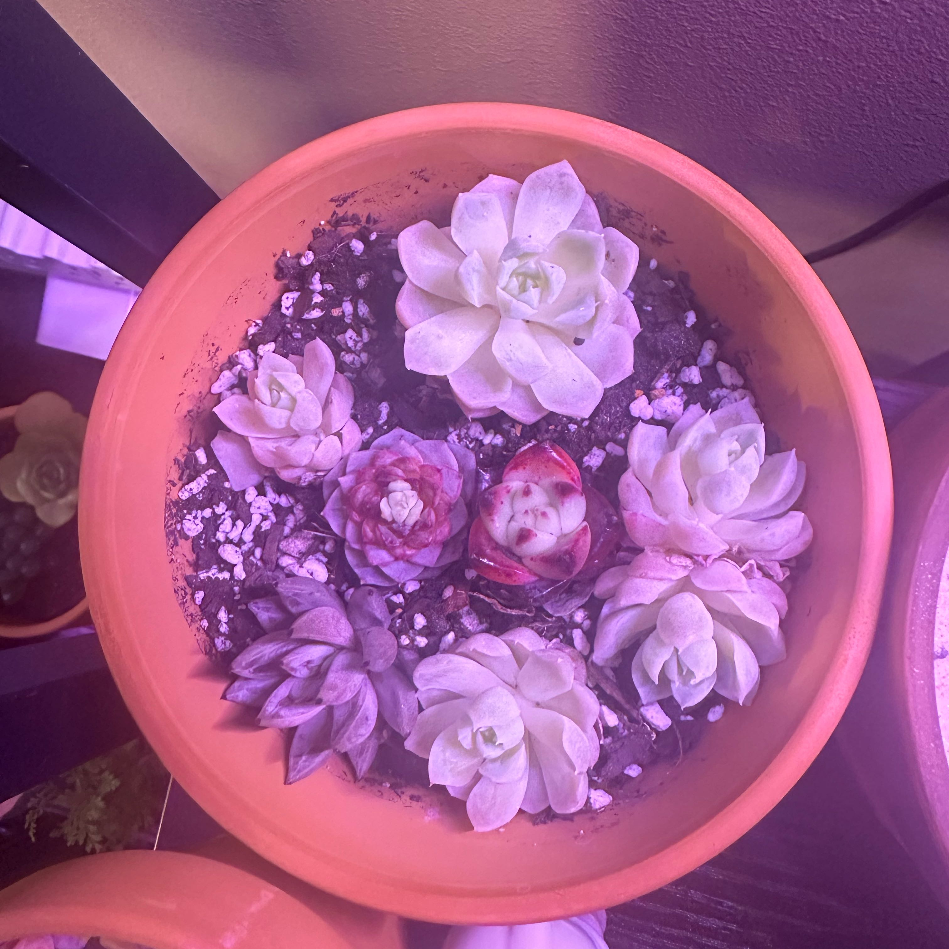 Photo of the plant species echeria red velvet sugar heart by @Blueberrypie named Ronaldo on Greg, the plant care app
