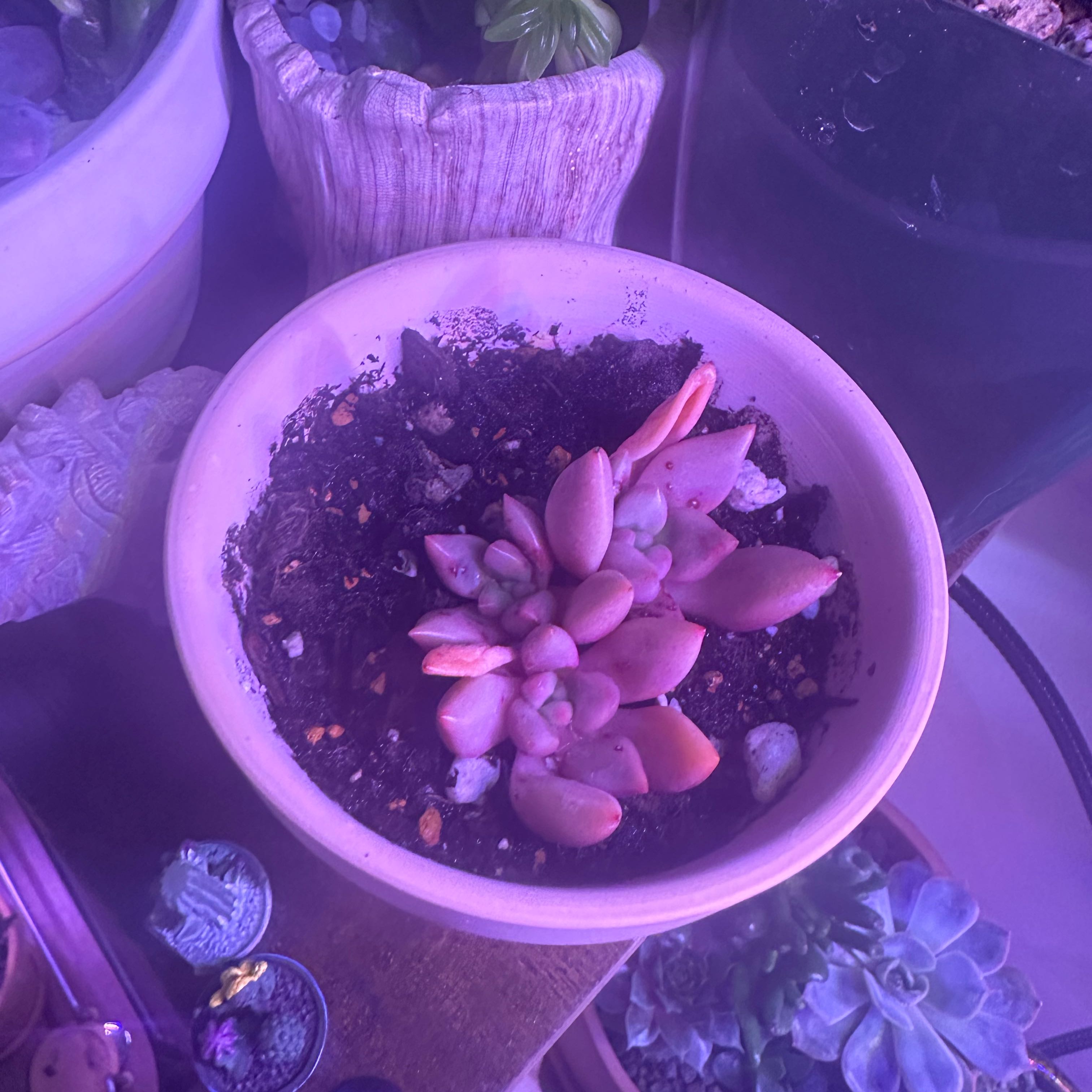 Photo of the plant species Echeveria 'Red Wine Peach' by @Blueberrypie named Luna on Greg, the plant care app