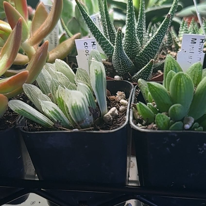 Photo of the plant species Variegated Haworthia Cooperi by @Blueberrypie named Demi on Greg, the plant care app